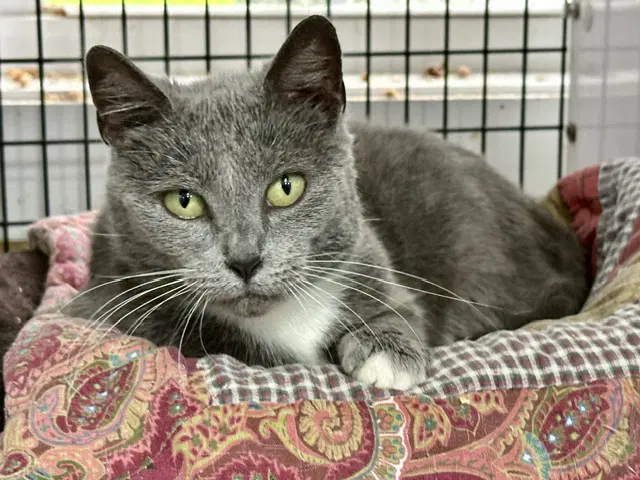 Violet - Domestic Short Hair