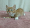 Hector *Available soon*