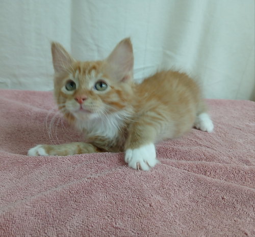 Hector *Available soon*