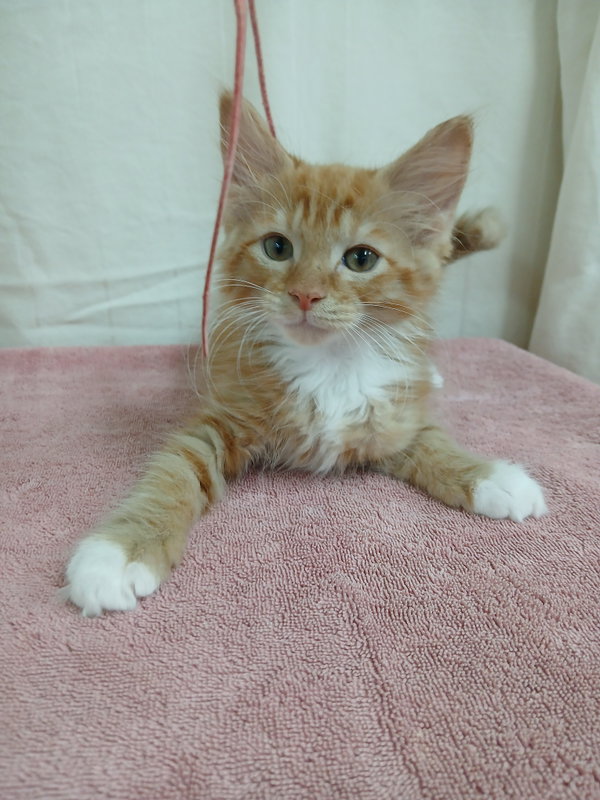 Hector *Available soon*