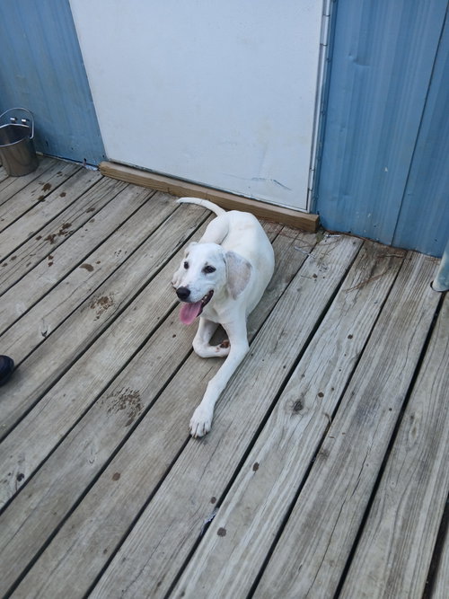 Otis photo 11