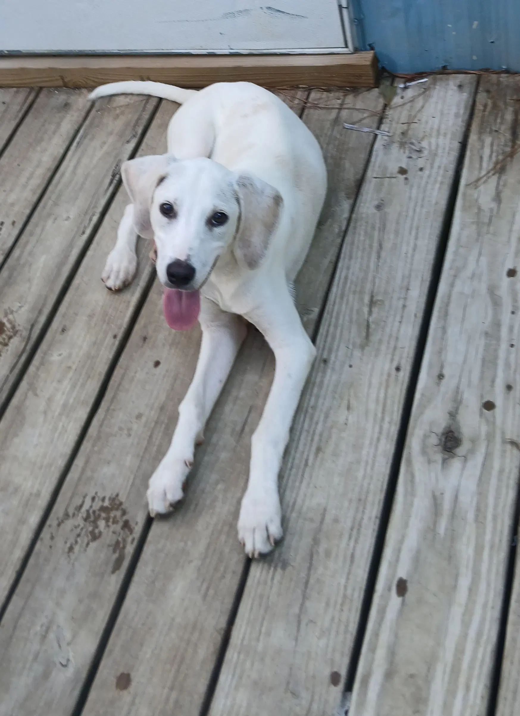 Otis - Hound