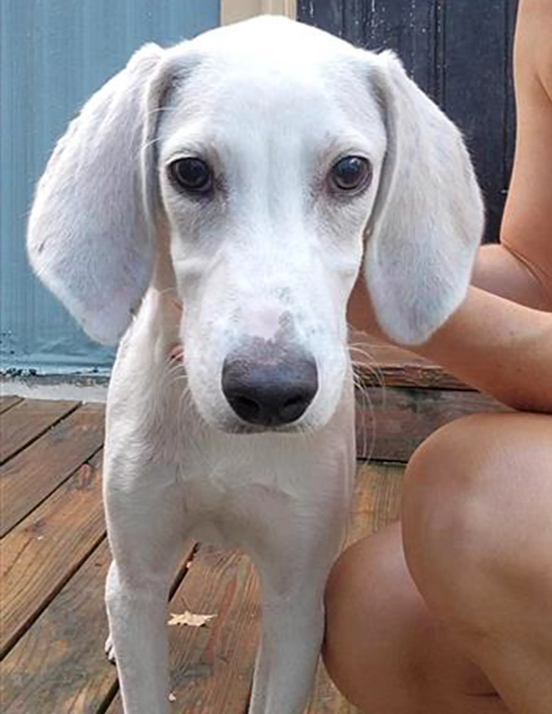 Otis image 4