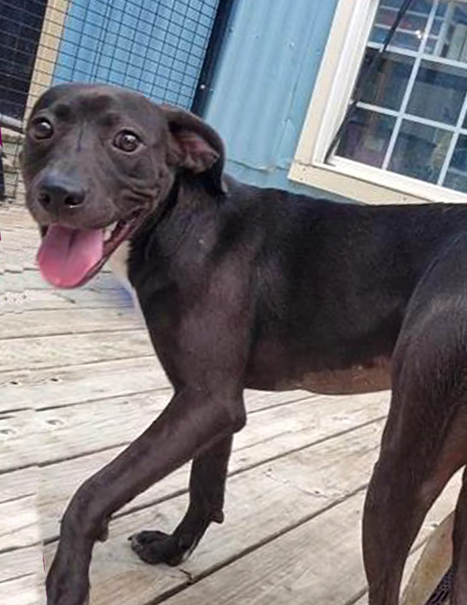 Elvira - Labrador Retriever