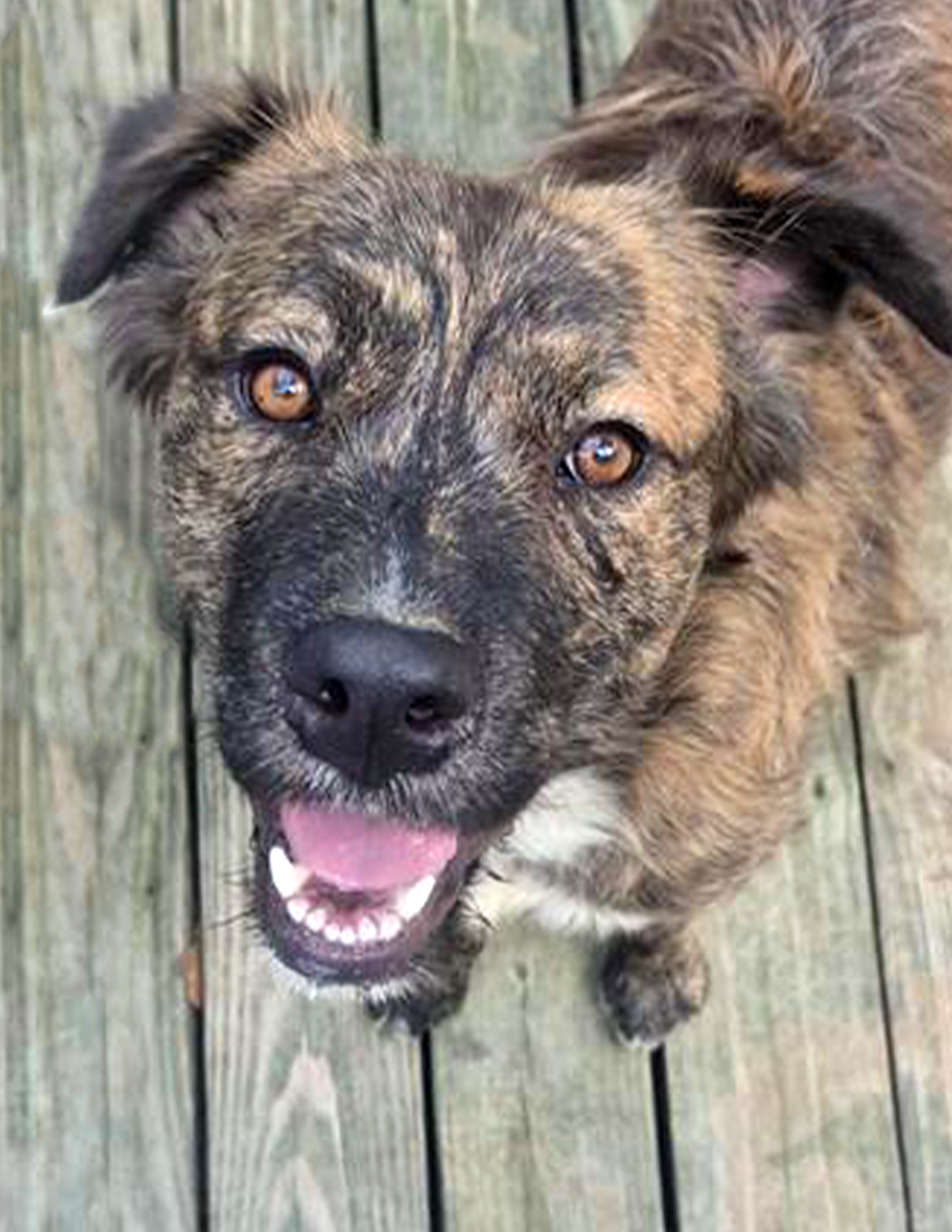Reese, Mixed Breed