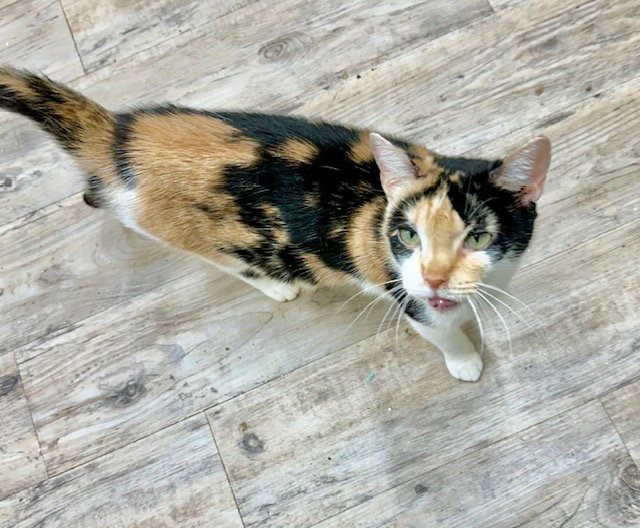 Gwen, Domestic Medium Hair