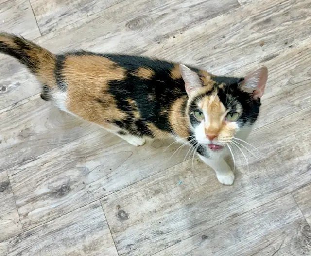 Gwen - Domestic Medium Hair