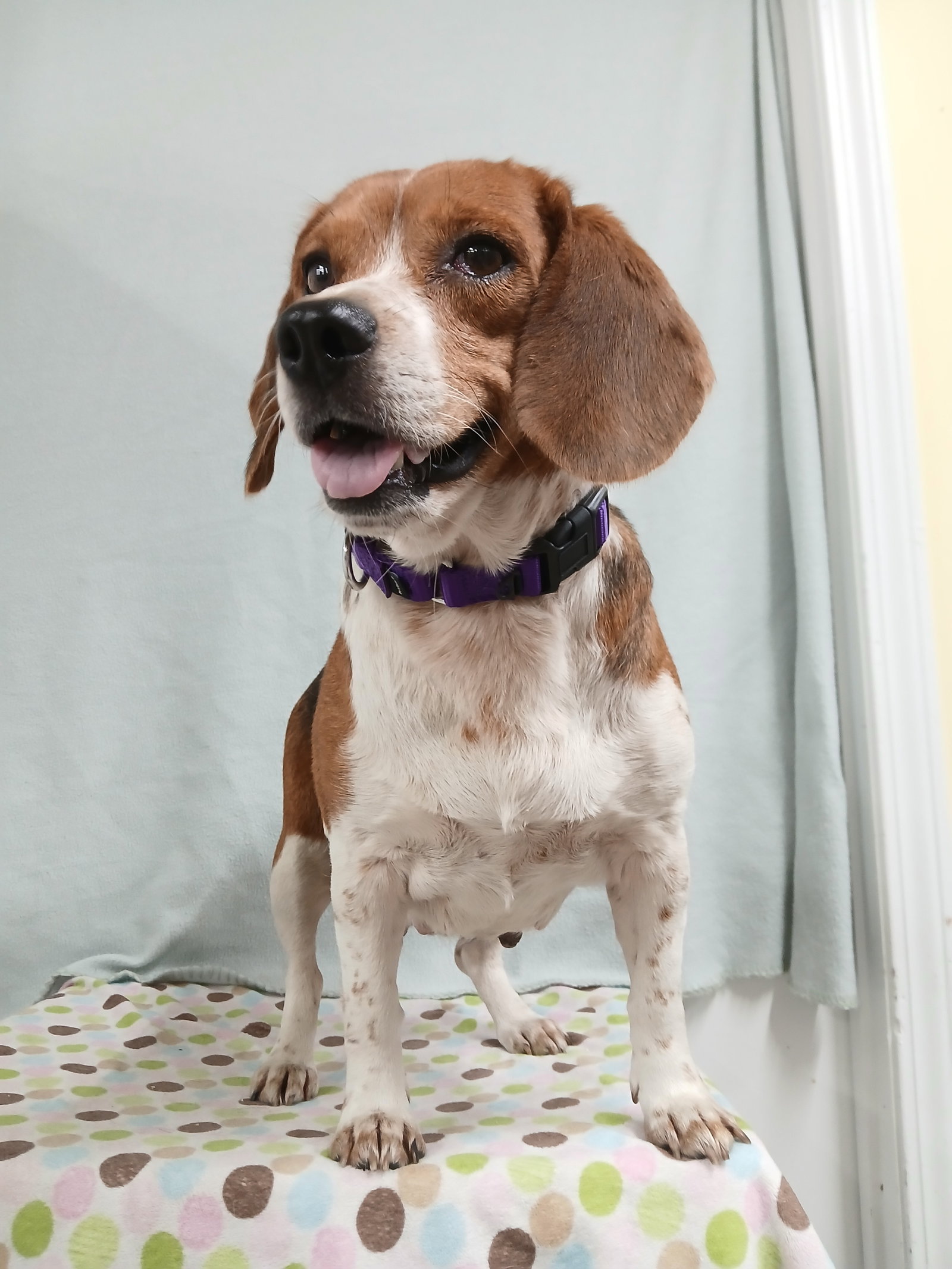 Pixie, Beagle