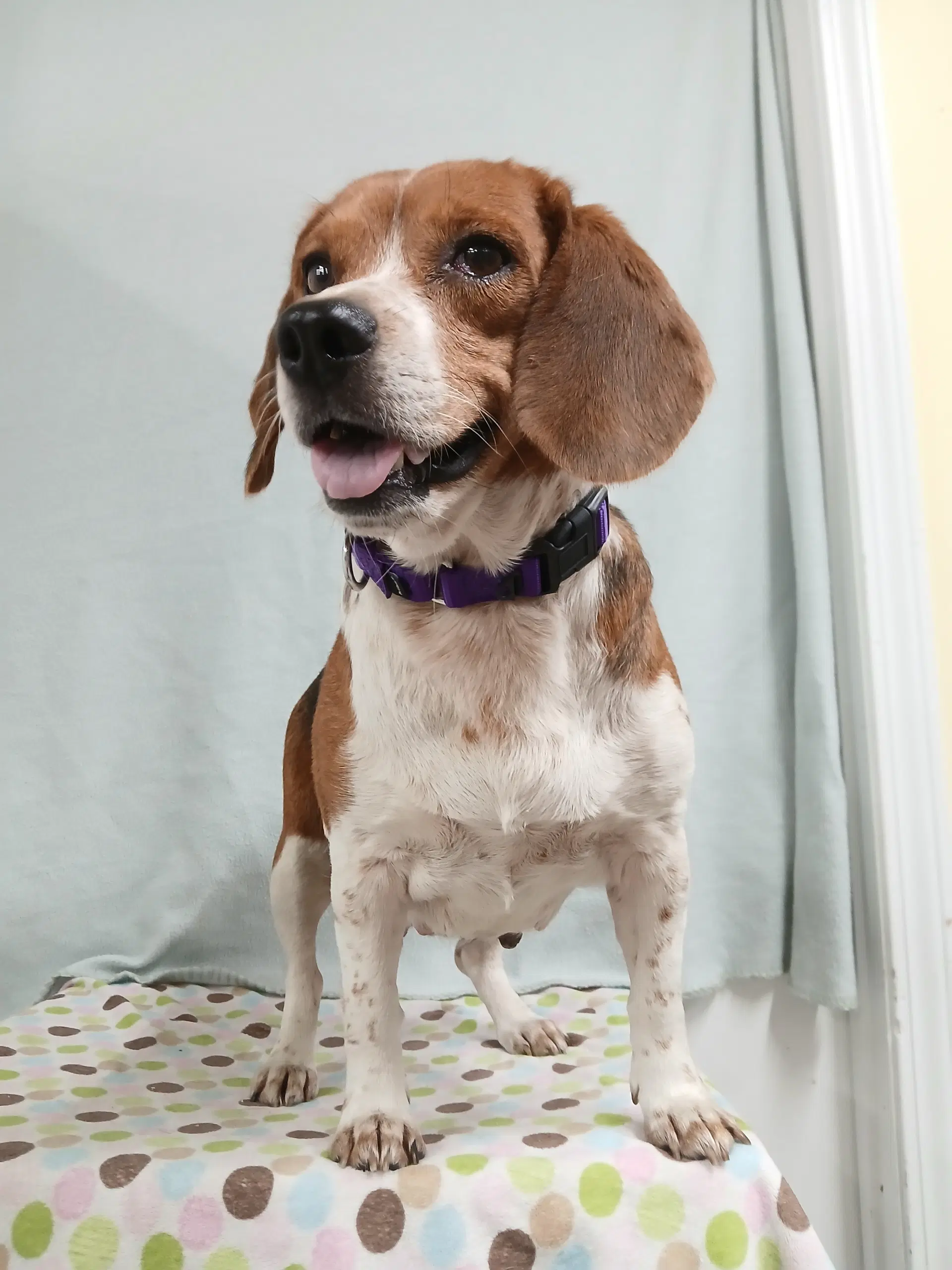 Pixie Available Soon - Beagle