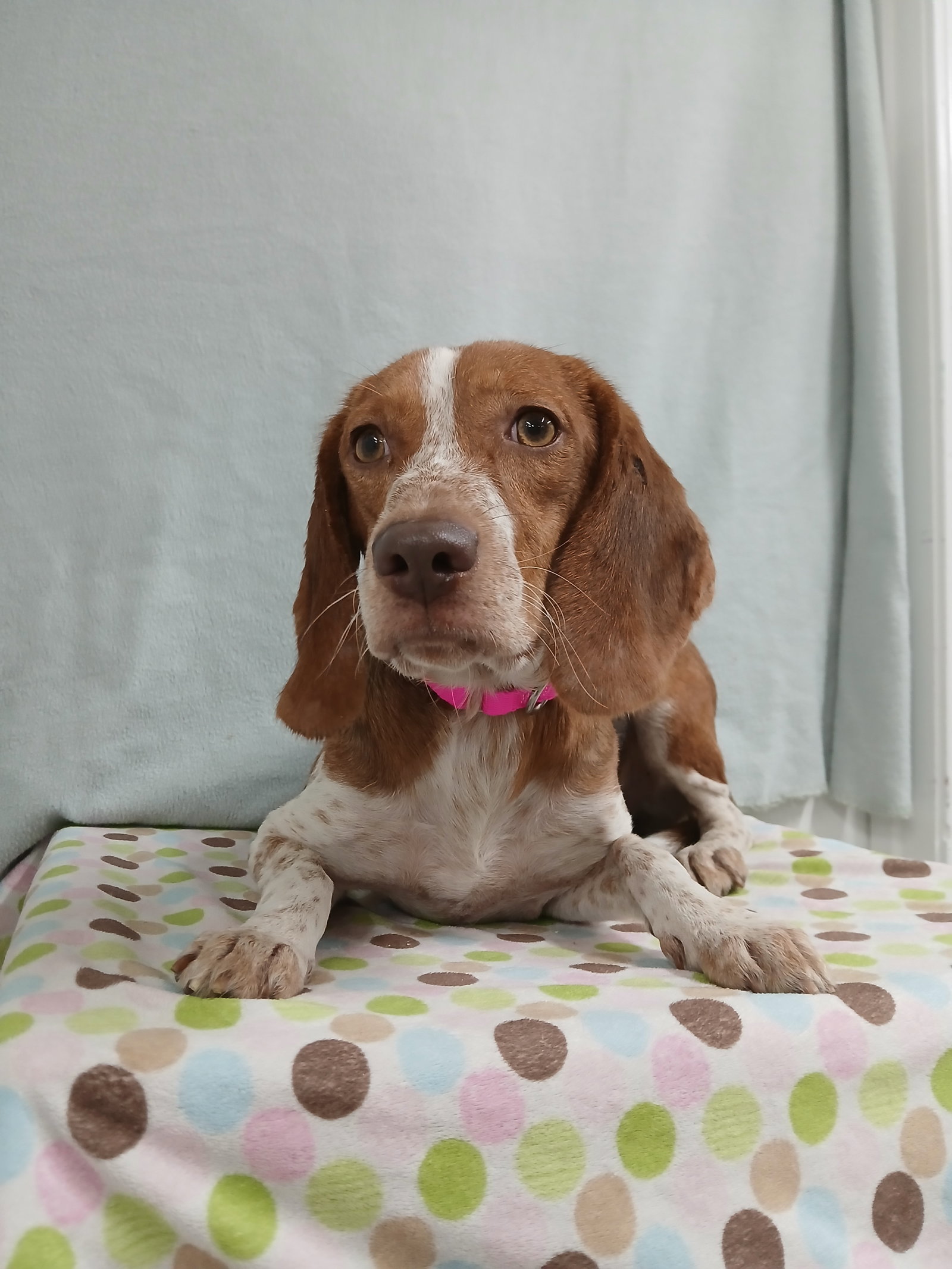 Presley, Beagle