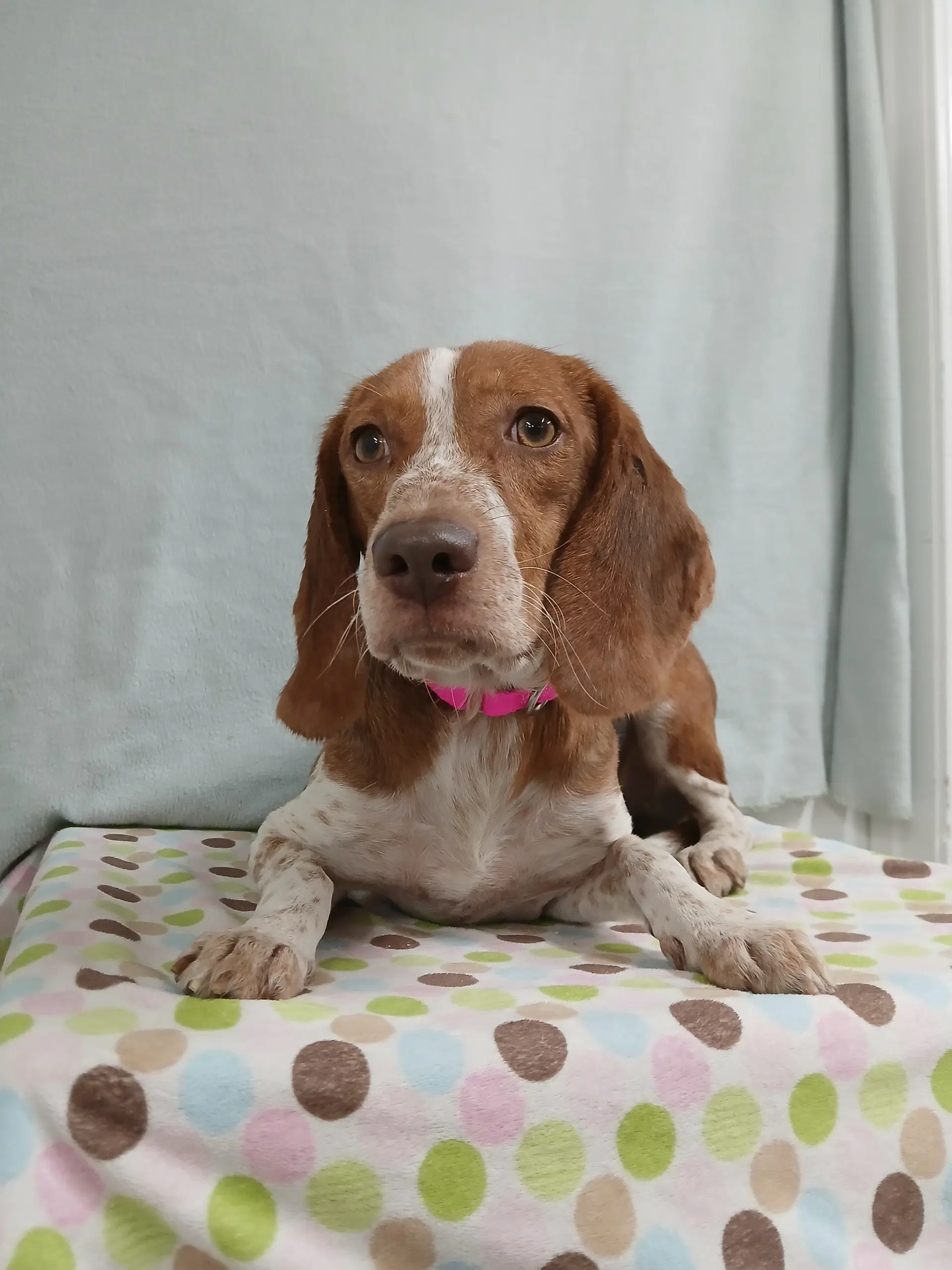 Presley Available Soon - Beagle