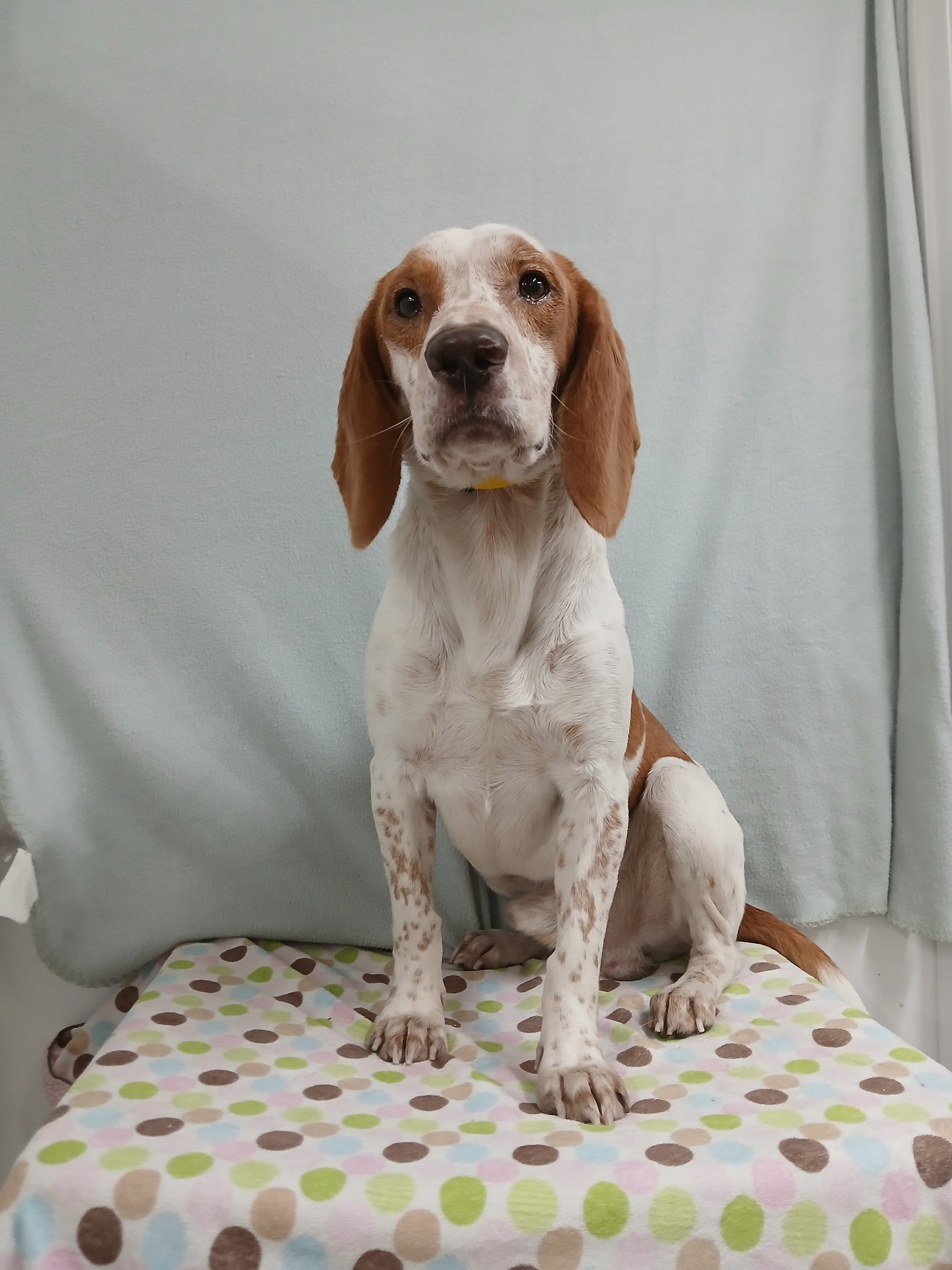 Elroy, Beagle