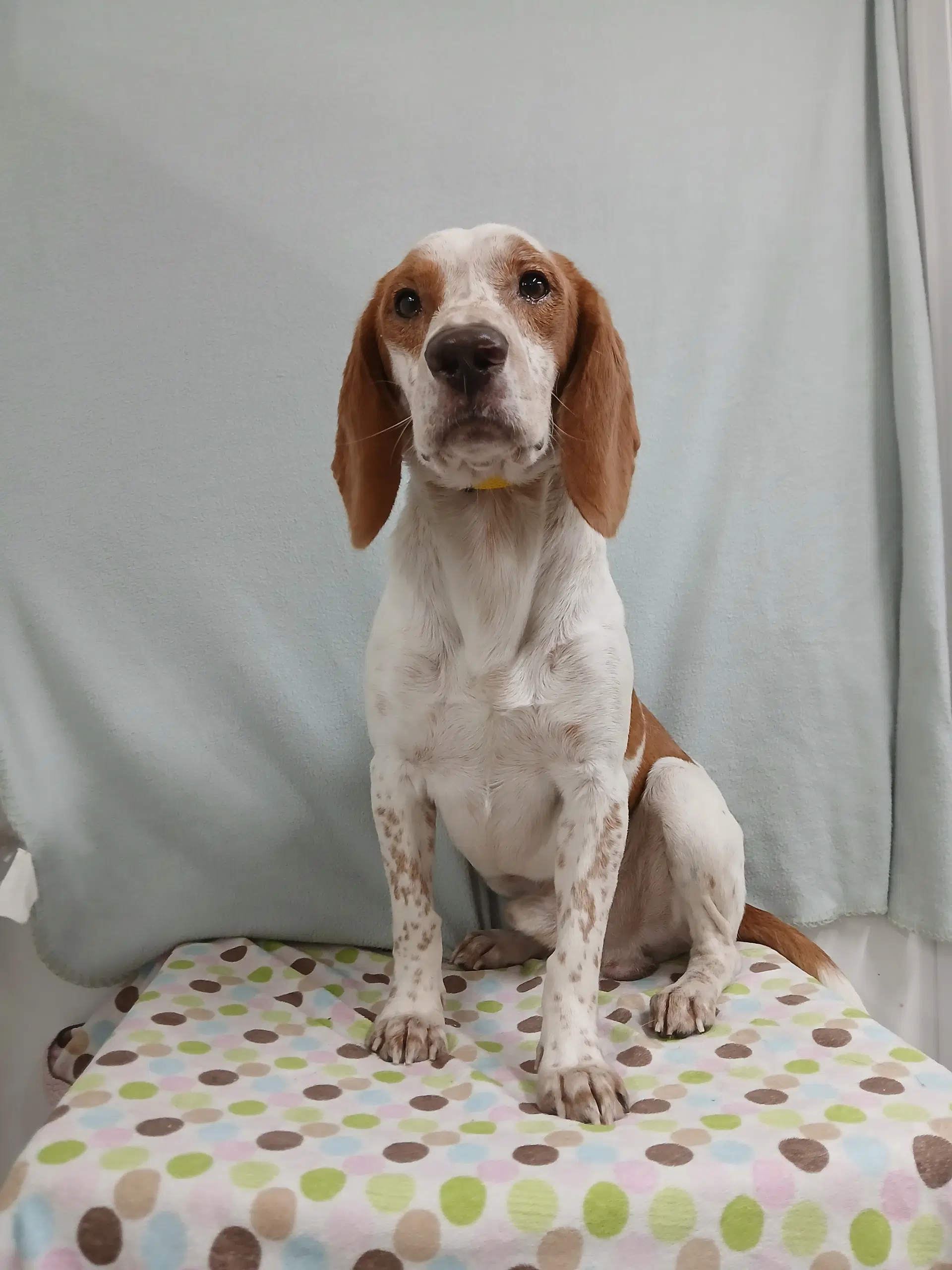 Elroy Available Soon - Beagle
