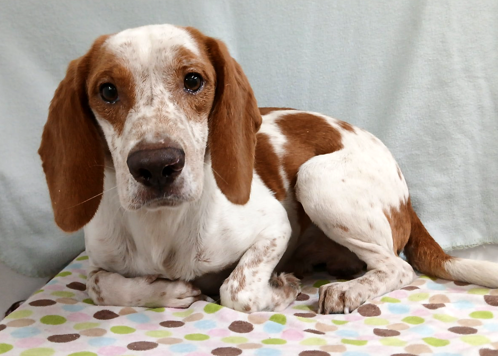 Elroy, photo 3