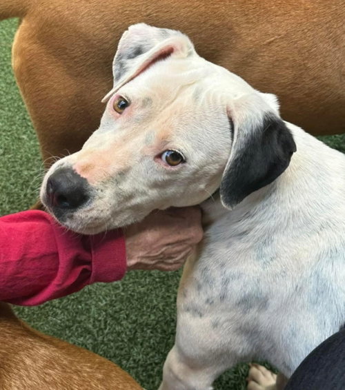 Knox, an adoptable American Pit Bull Terrier in Greenville, SC