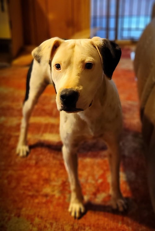 Knox photo 3