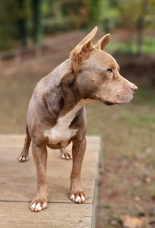 Cinder, an adoptable Pit Bull Terrier in Greenville, SC