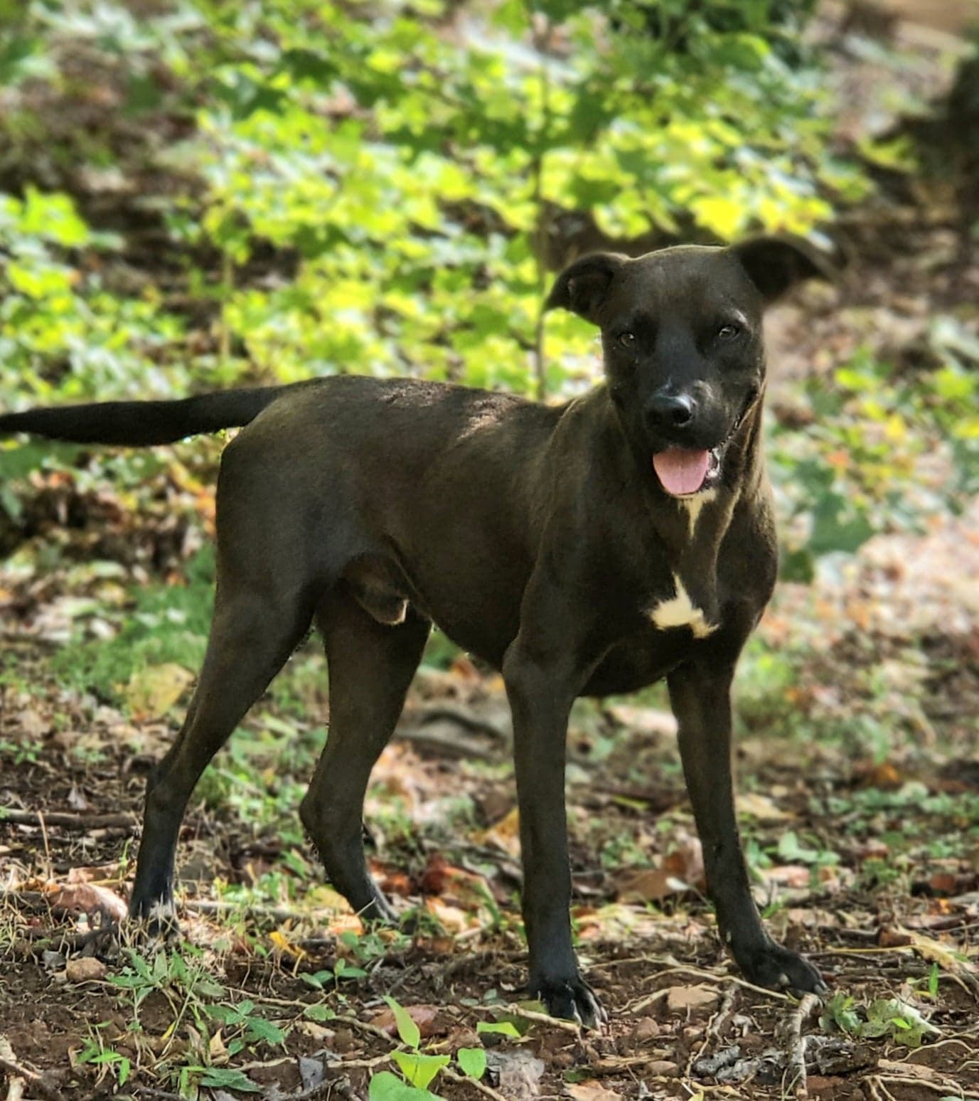 Dog adoption in Greenville, SC 29606 Labrador Retriever / Pit Bull