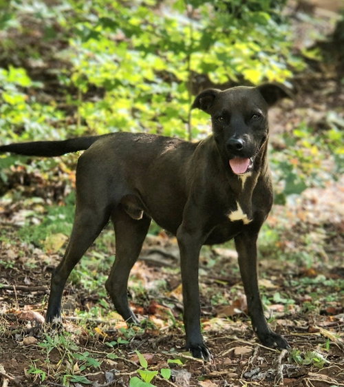 Champion, an adoptable Labrador Retriever in Greenville, SC