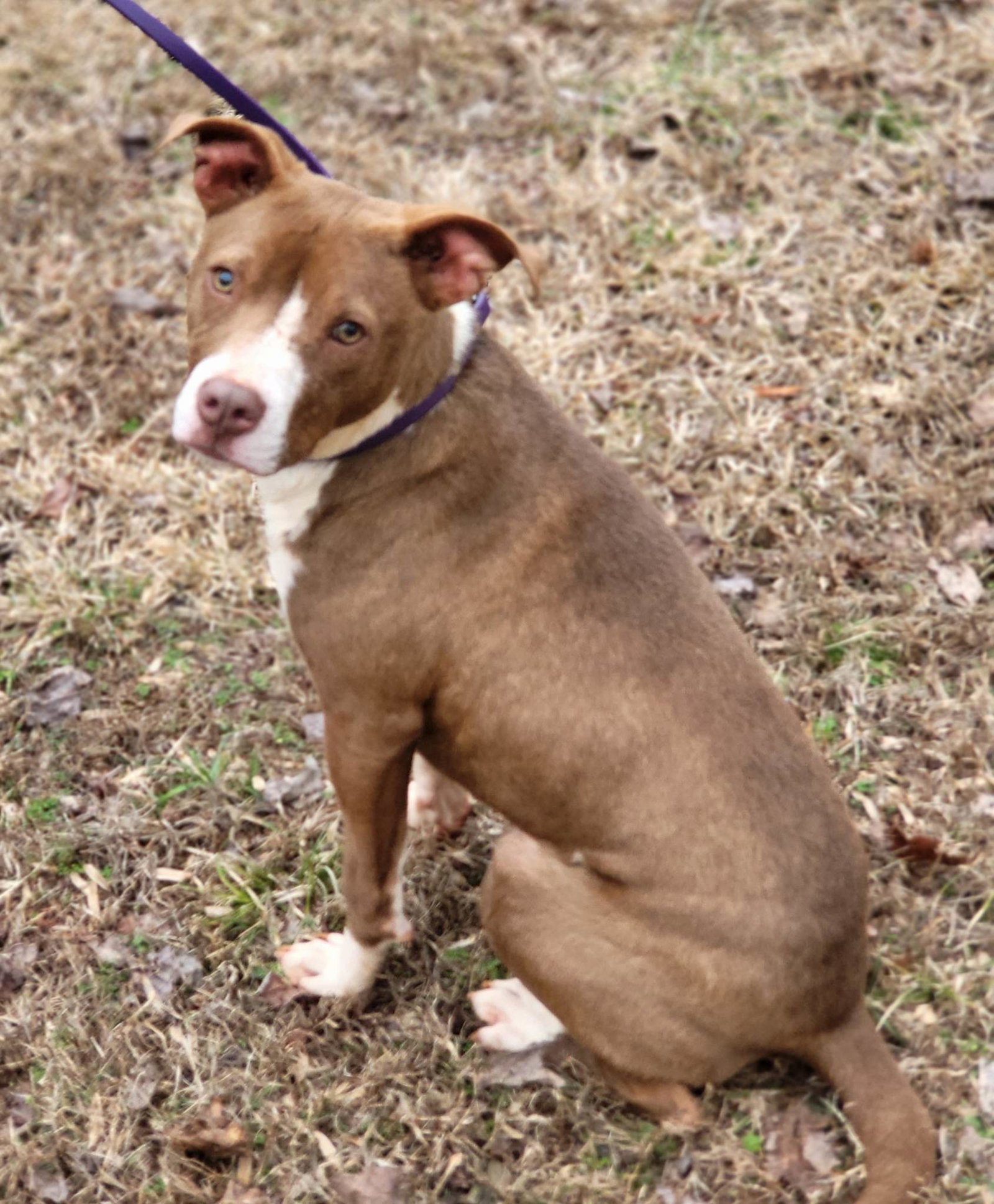Dog for Adoption Angel, a Pit Bull Terrier in Hendersonville, NC