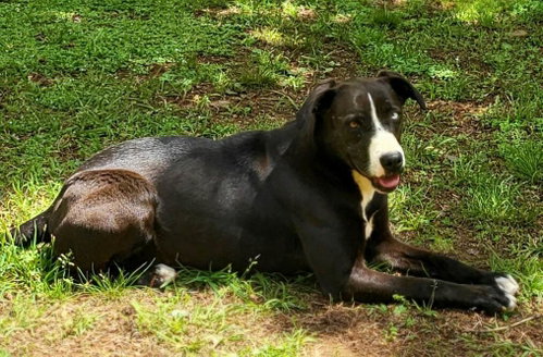 Moo Moo, photo 3
