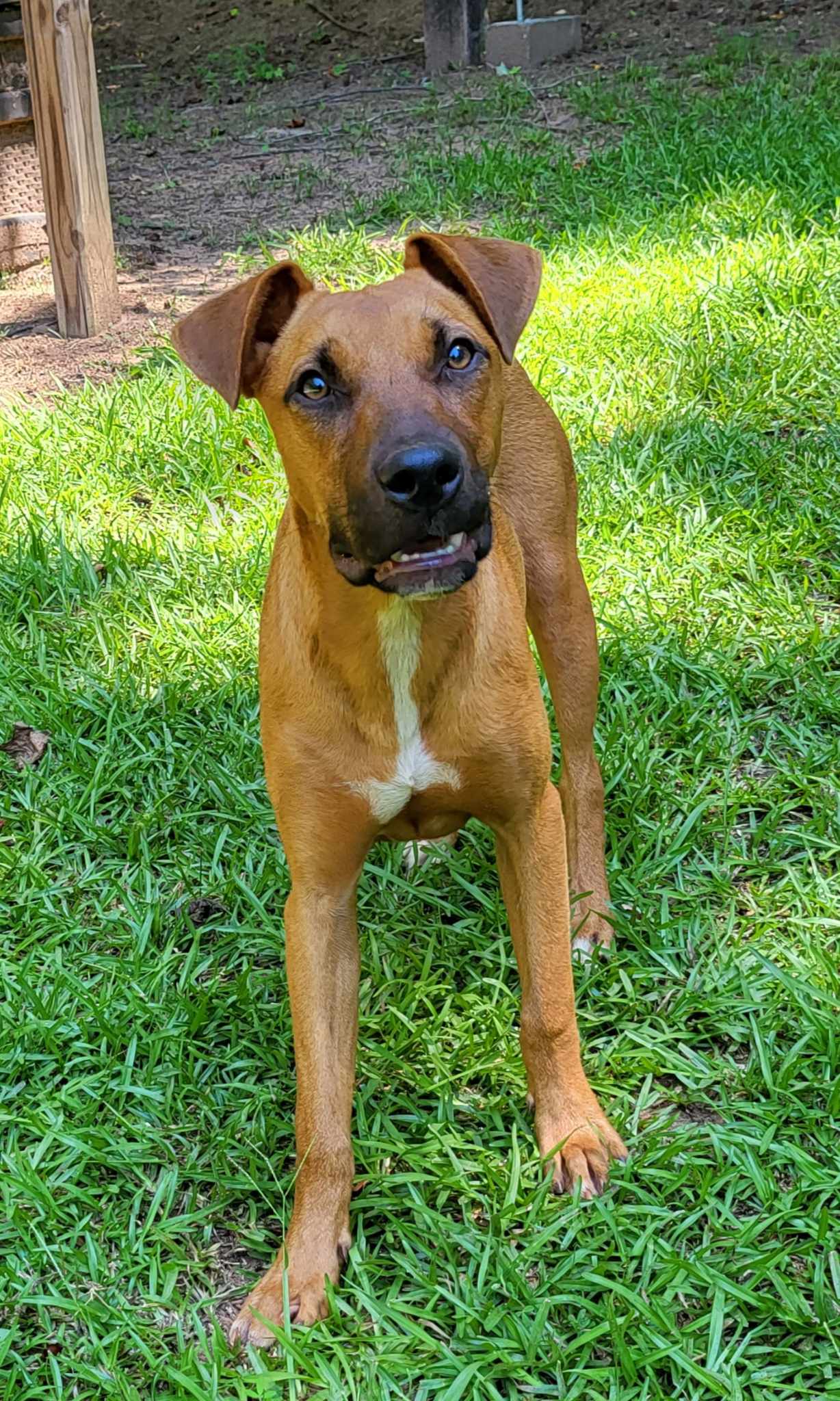 Lana - Boxer