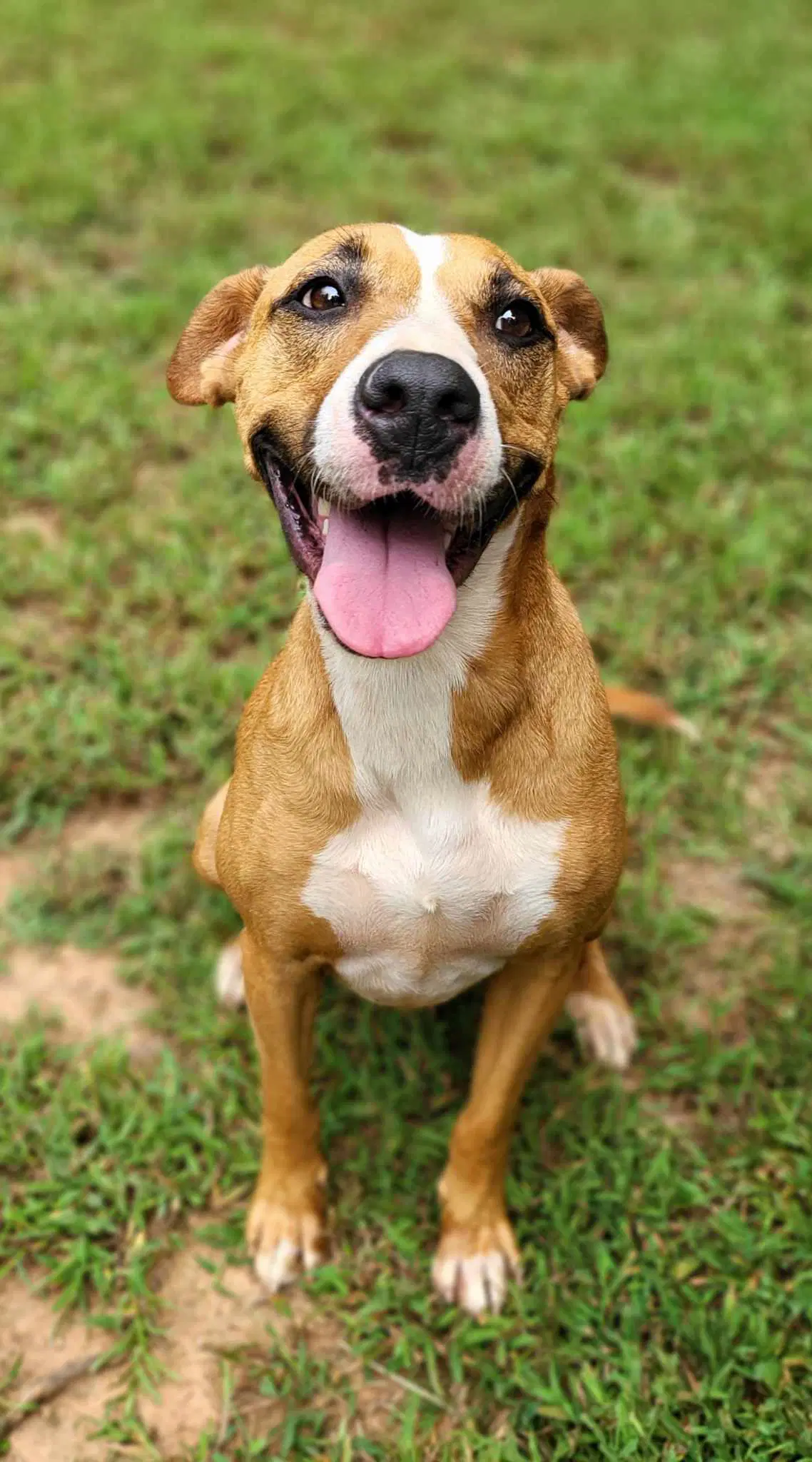 Lucky - Black Mouth Cur