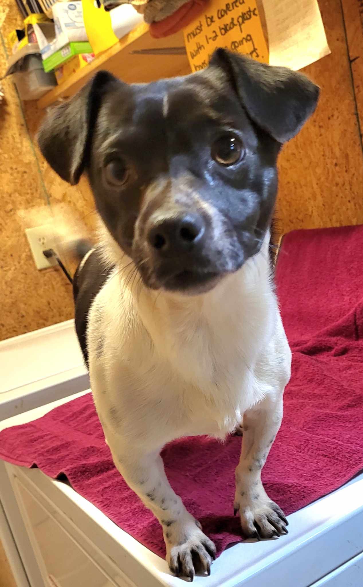 Dog For Adoption Leo A Jack Russell Terrier In Biltmore Forest NC 