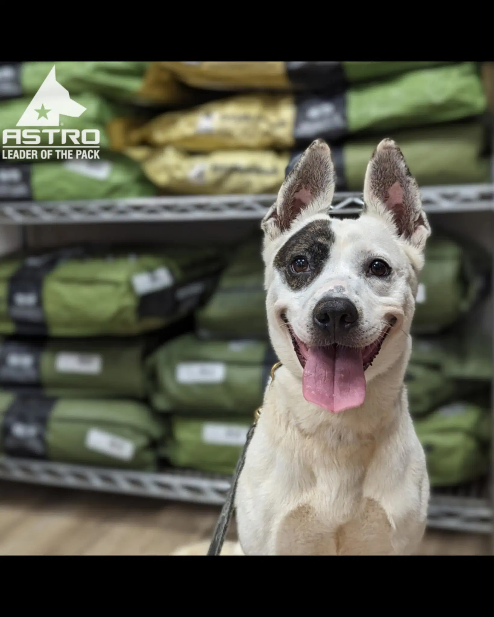 Mimi - Australian Cattle Dog/Blue Heeler