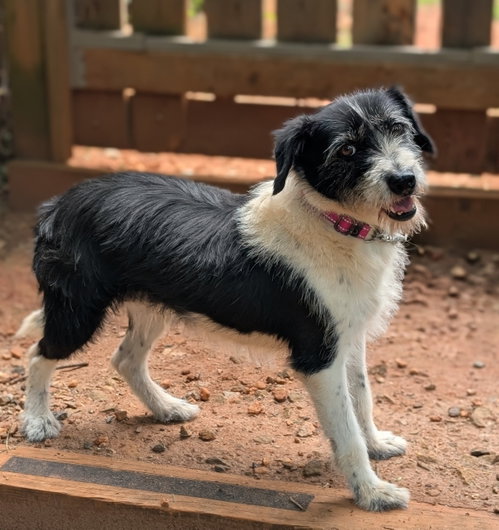 Noelle, an adoptable Terrier in Greenville, SC