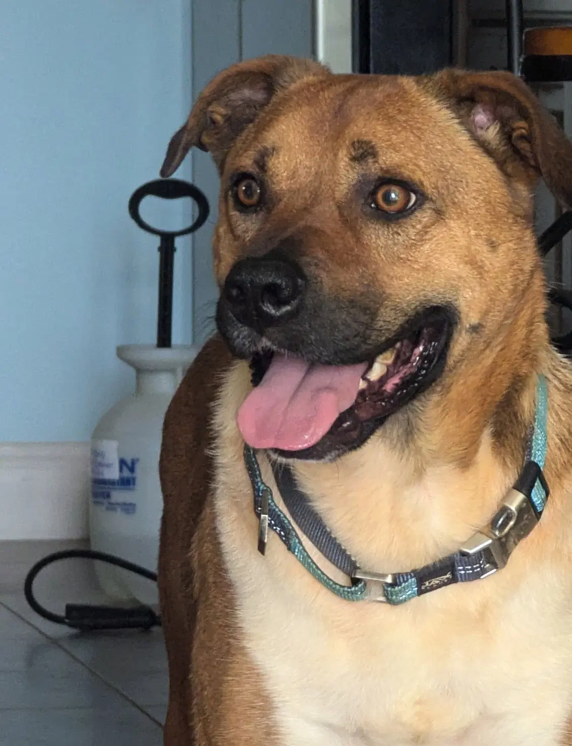 Chipper - Black Mouth Cur