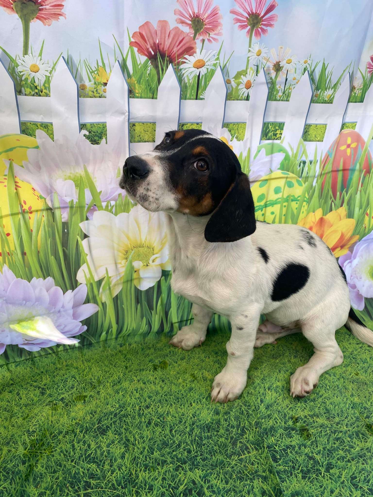 Dog for Adoption Mayo, a Basset Hound in Wickenburg, AZ Alpha Paw