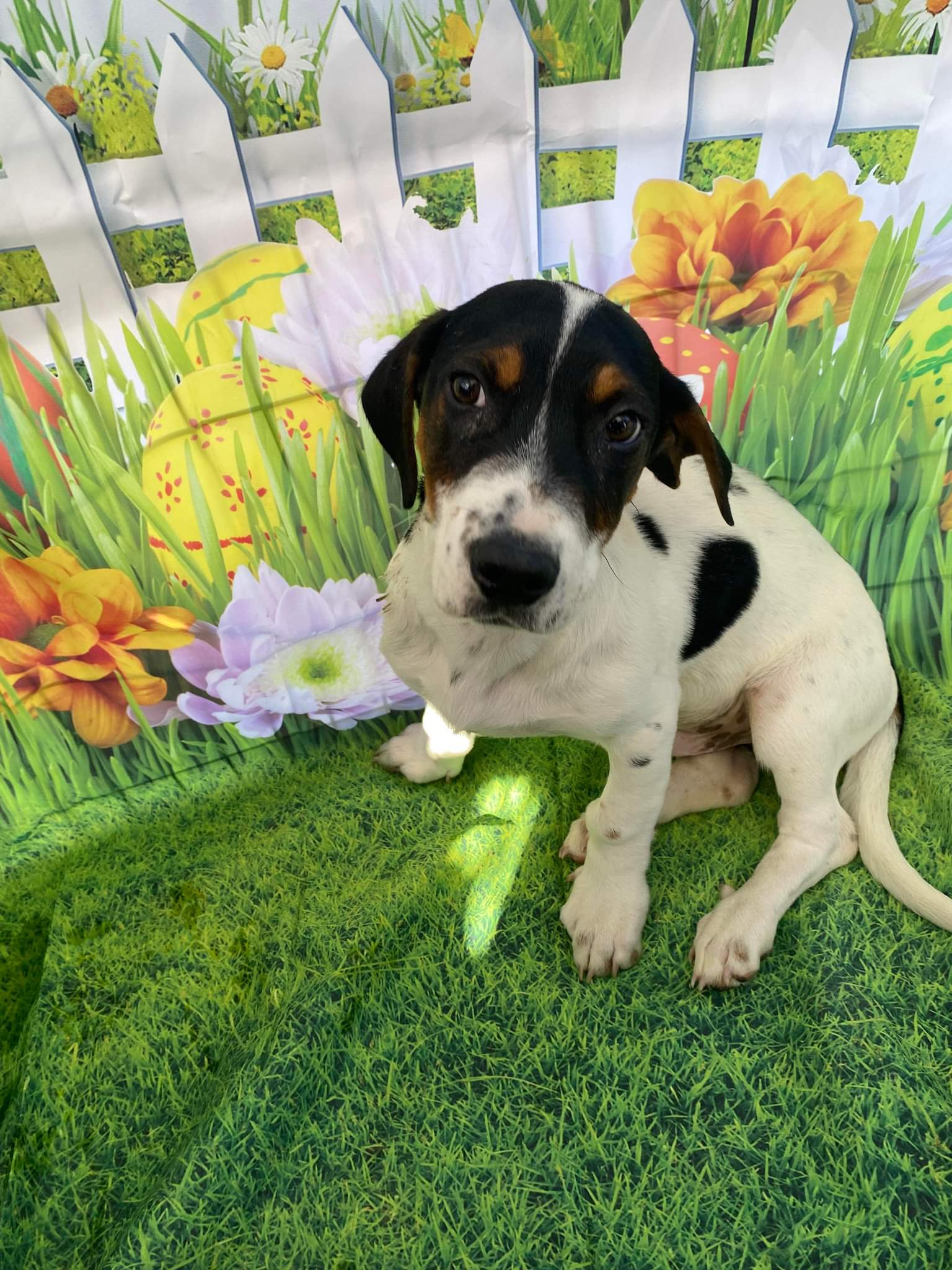Dog for Adoption Mayo, a Basset Hound in Wickenburg, AZ Alpha Paw