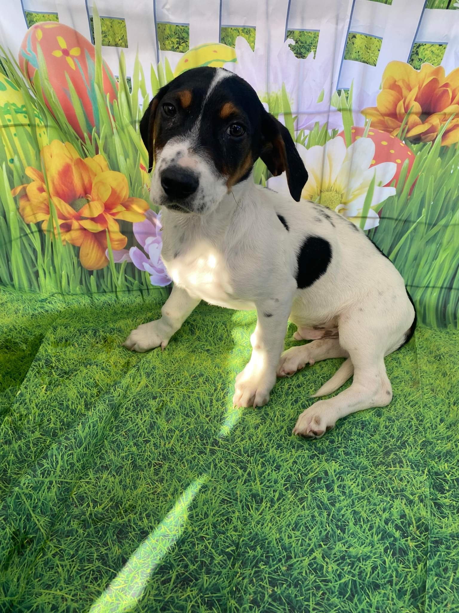 Dog for Adoption Mayo, a Basset Hound in Wickenburg, AZ Alpha Paw