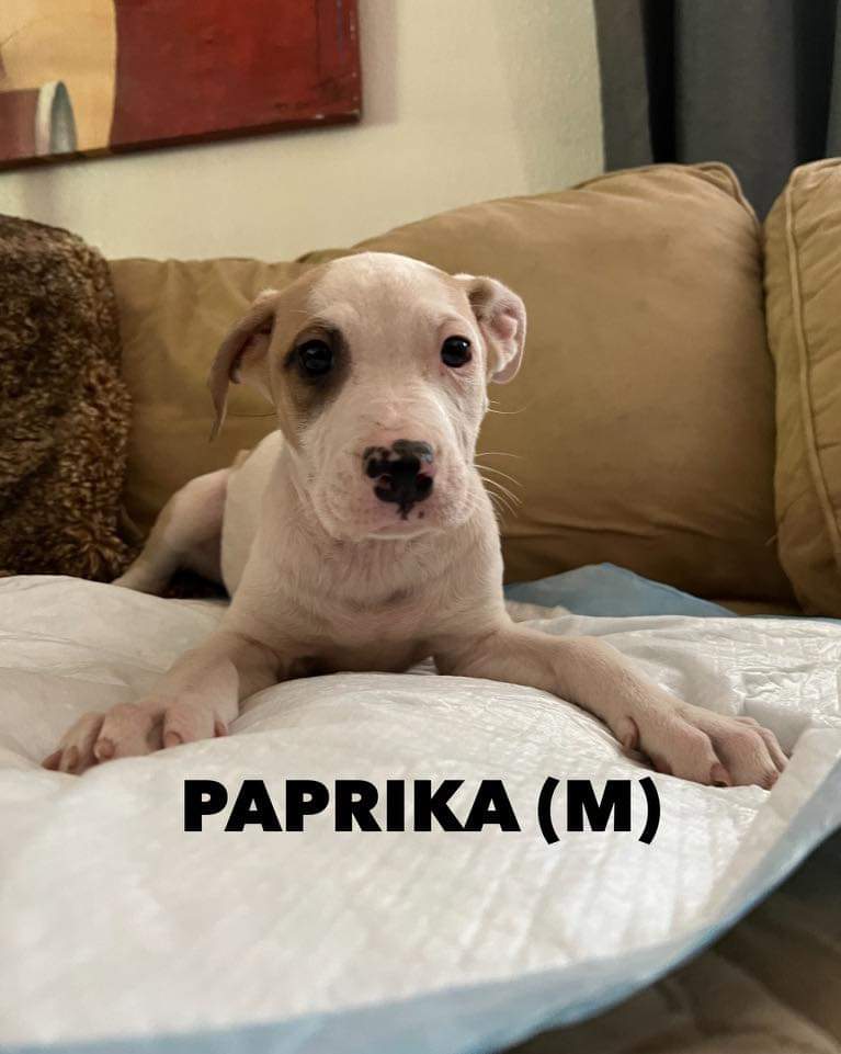 Dog for Adoption Paprika, a Australian Kelpie in Spring Valley, AZ