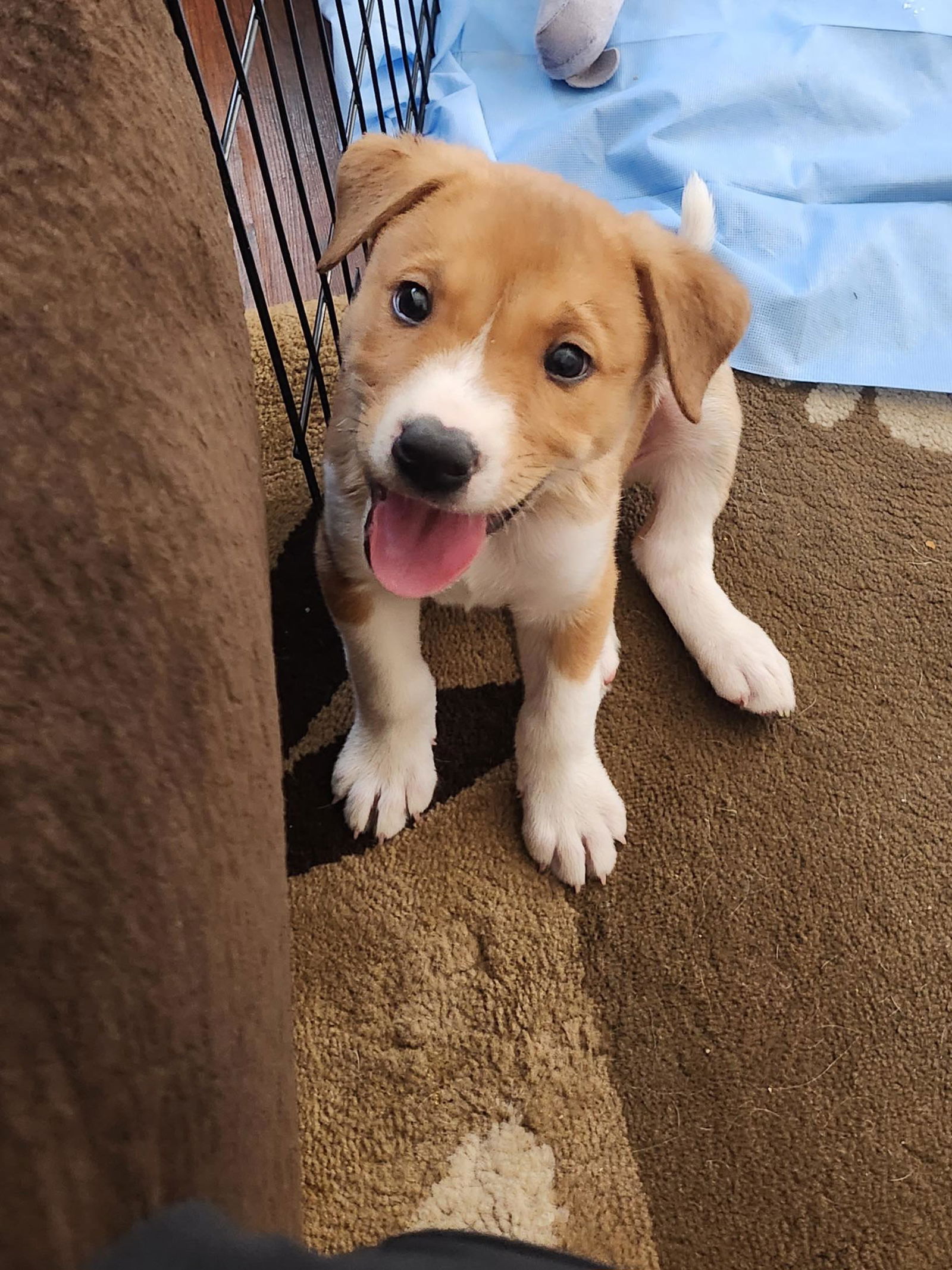 dog-for-adoption-teddy-a-labrador-retriever-in-sun-city-west-az