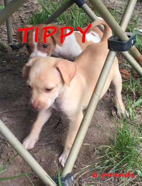 Tippy