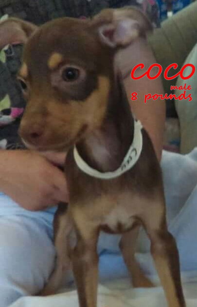 Coco (pup)