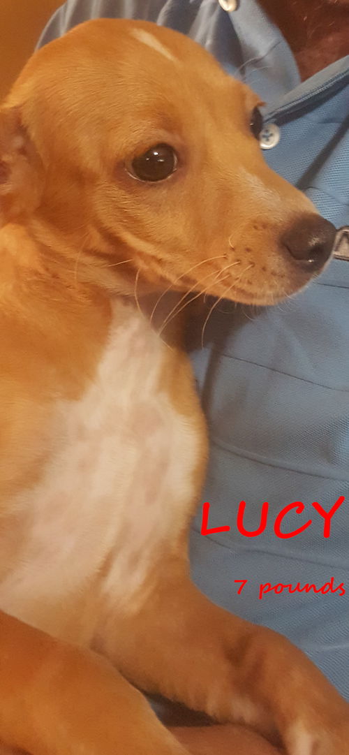 Lucy