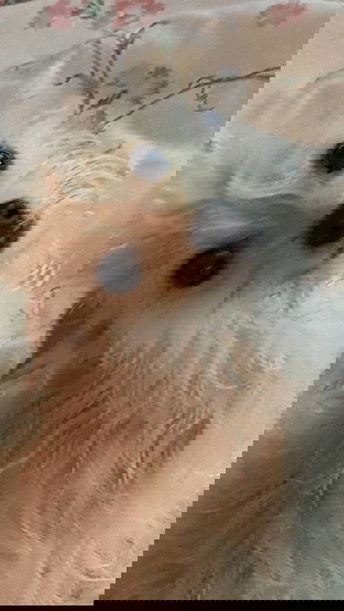 Naoki