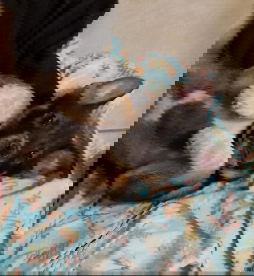Ace