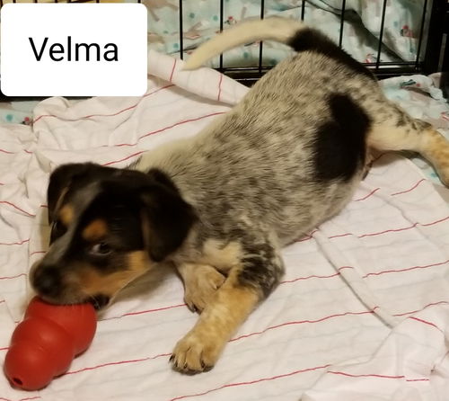 Velma