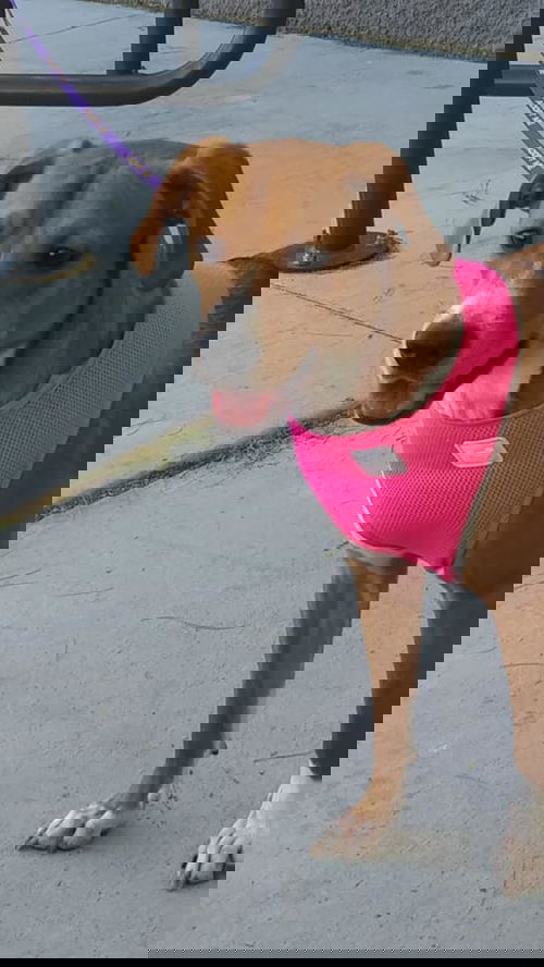 Ava