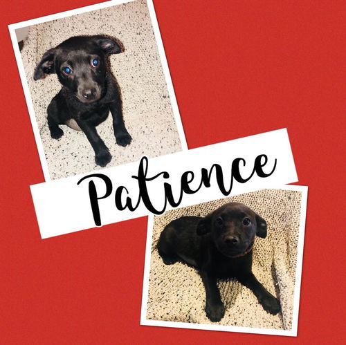 Patience