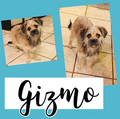 Gizmo