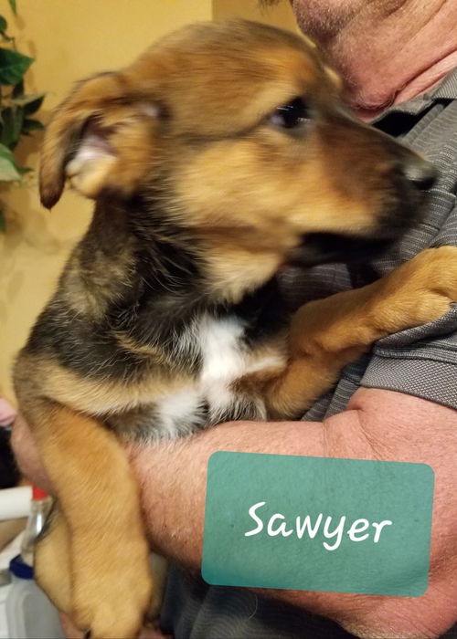 Sawyer