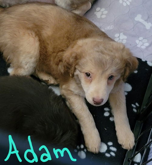 Adam