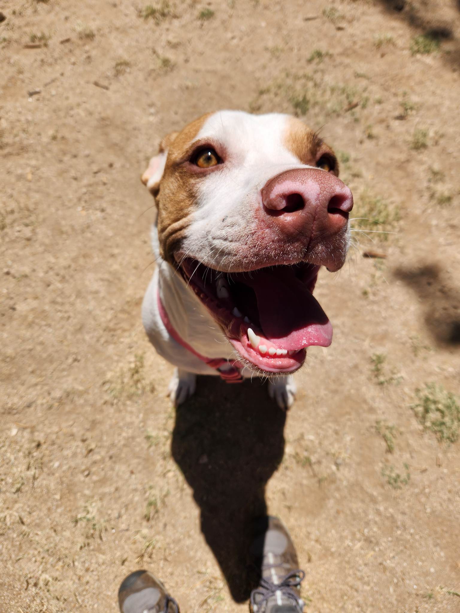 adoptable Dog in Tucson, AZ named Cleopatra