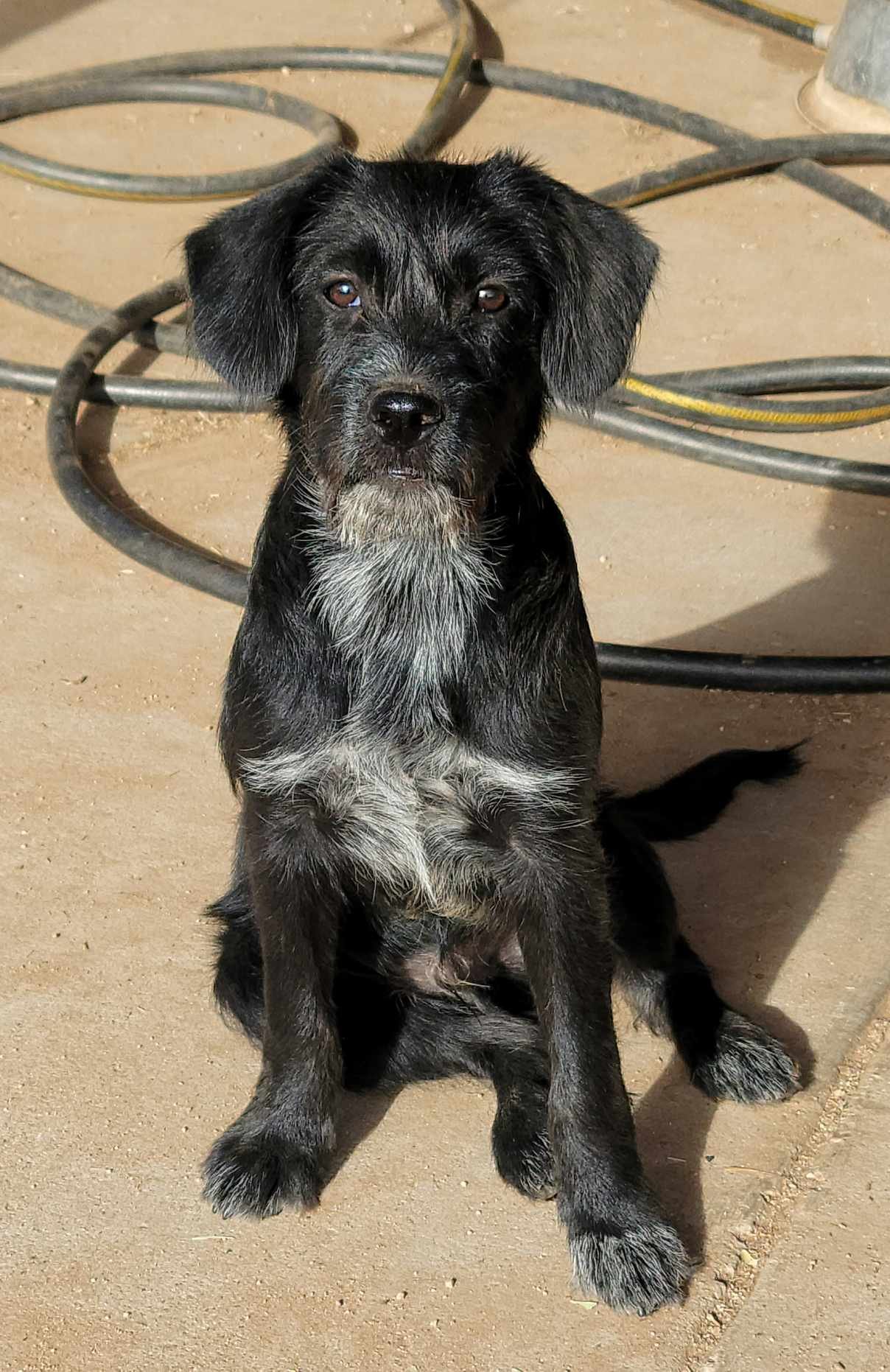 adoptable Dog in Tucson, AZ named Kenickie
