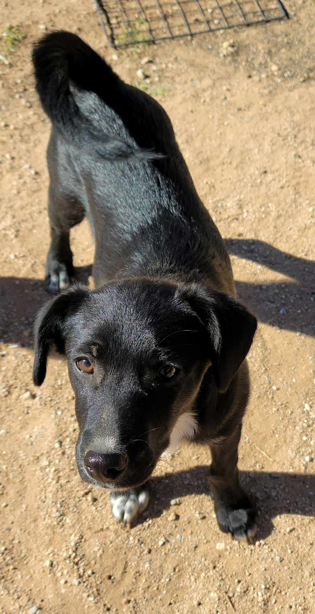 adoptable Dog in Tucson, AZ named Doody